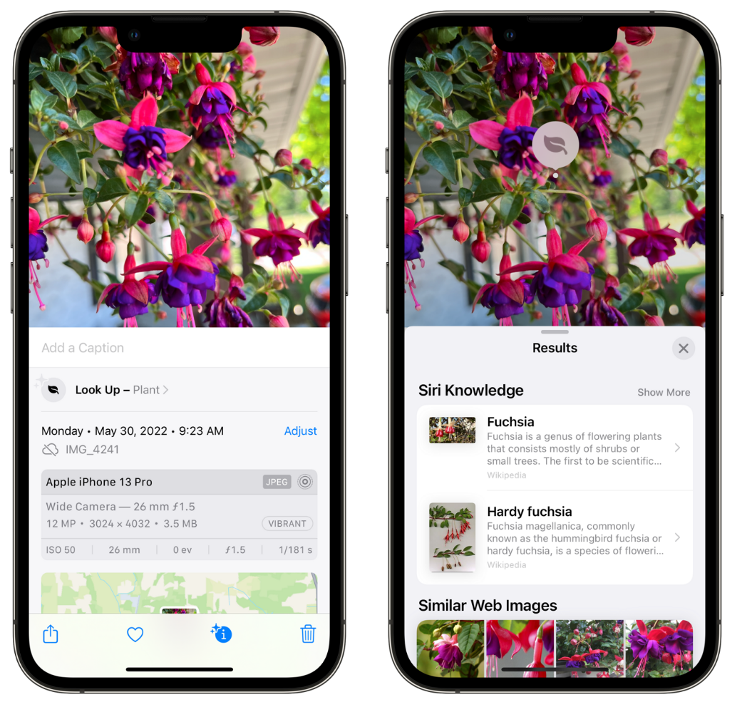 岷县苹果手机维修分享小技巧：使用 iPhone 相机识别花卉植物 